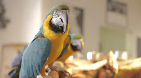 Parrot Interested In the Camera Stock Footage 24631884