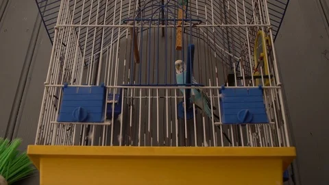 A parrot in an iron cage Stock Footage 127446971