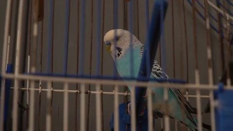 A parrot in an iron cage.Close up Stock Footage 127437774