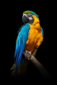 Parrot isolated on black background Foto stock