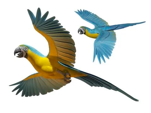 Parrot isolated Stock Illustration