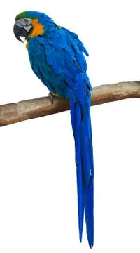 Parrot isolated on white background Stock Photos