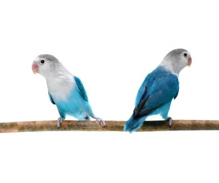 Parrot isolated on white background 스톡 사진