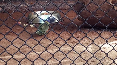 Parrot Jumping 4K Video stock 126103135