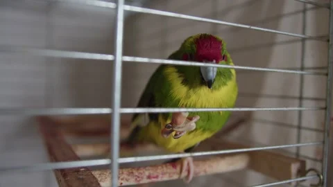 Parrot kakarik eats a nut while sitting in a cage Stock Footage 243457592
