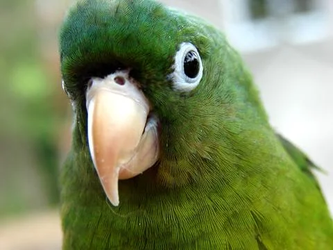 Parrot Kid Stock Photos