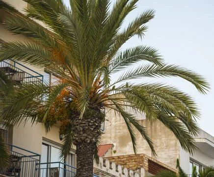 Parrot on the leaf of a palm tree Stock Photos