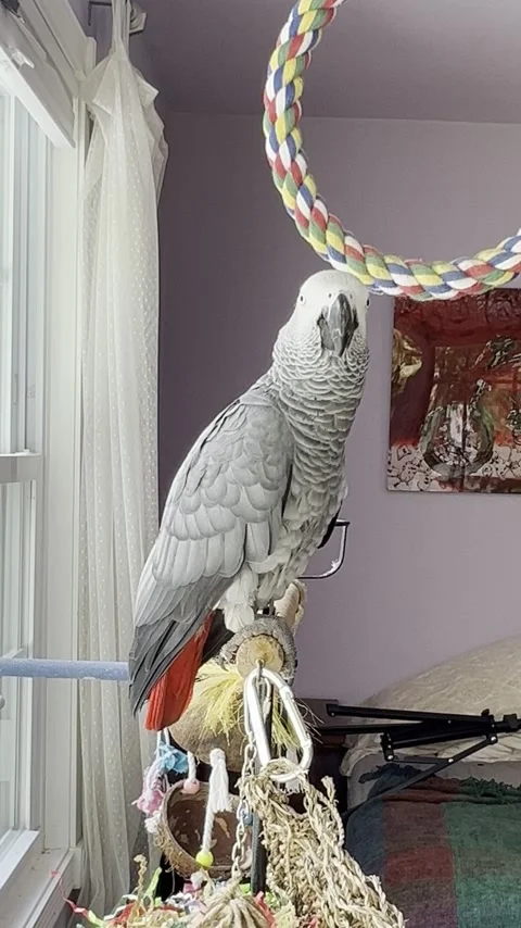 Parrot Left Speechless By Voice Assistant, Easton, Connecticut, USA - 22 Sep 202 Stock Footage 252140058