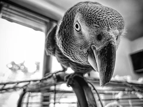 Parrot looking at the camera 스톡 사진