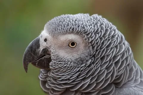 A parrot looking intently ahead while perched on a perchy Foto stock
