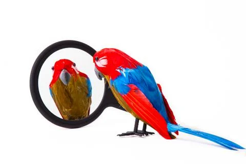Parrot looking into a mirror Stock Photos
