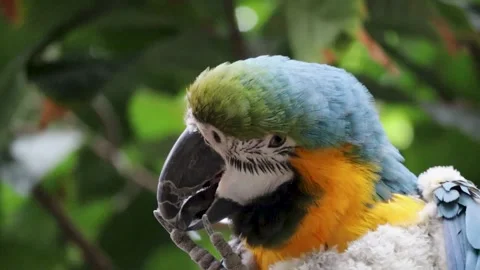 Parrot looking over Stock Footage 237038873