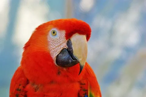 Parrot Looking Foto stock