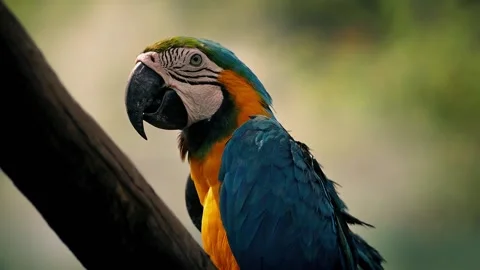 Parrot Looks Up At Camera And Squawks Stockbeeldmateriaal 166162486