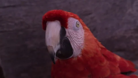 Parrot looks towards camera with side eye - medium shot Stock Footage 263291653