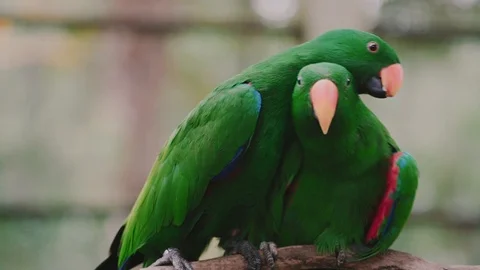 Parrot love. Close up two eclectus parrots. Two eclectus parrots at Kuala Lumpur Video stock 116532526