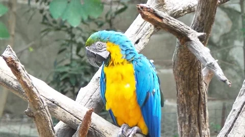 Parrot macaw on the branch Video stock 50886069