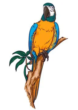 Parrot macaw on a branch Stock Illustration