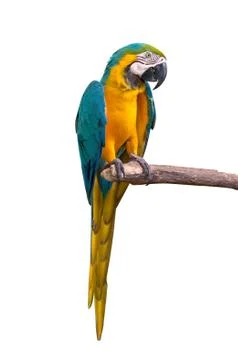 Parrot macaw isolate on white background Stock Photos