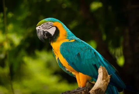 Parrot macaw Stock Photos
