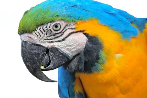 Parrot macaw Stock Photos