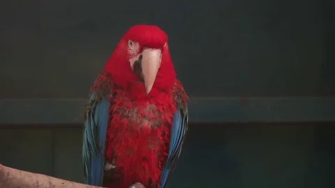 Parrot macaw, slow motion Video stock 80491850