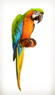 Parrot macaw, vector illustration イラスト素材