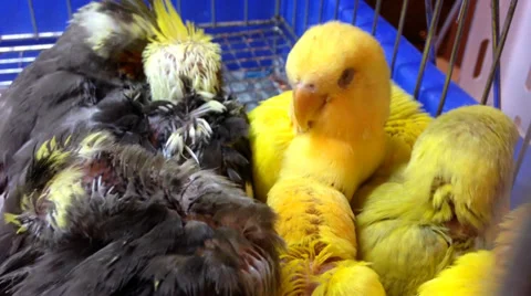 Parrot Marcos. Stock Footage 31036029