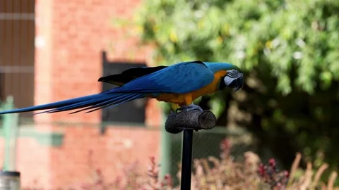 Parrot at Melbourne Zoo 스톡 동영상 301166111