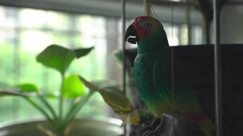 Parrot model Video stock 235132044