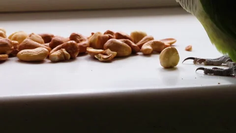 The parrot monk approached the nuts and took a nut in his beak. Reinforcement. Video stock 164949928