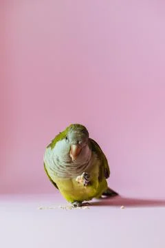 Parrot monk eats on a pink background. Stock Photos