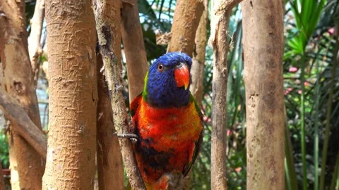 A parrot moves around branches in a garden Stock-Footage 333207704