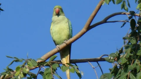 Parrot. mp4 ..... Stock Footage 104638358