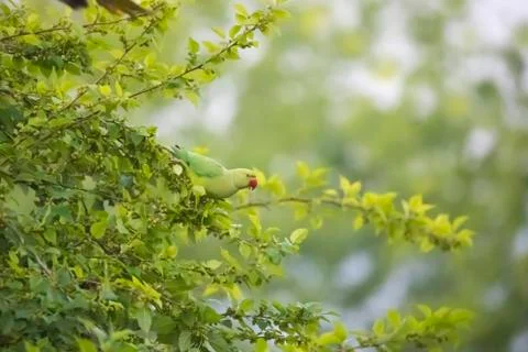 Parrot on the mulberry tree 写真素材