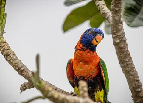 Parrot of multiple colors sitting on a tree branch Foto stock