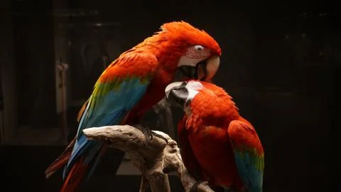 Parrot in the museum Foto stock