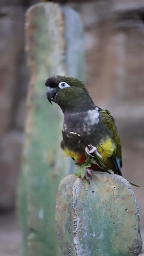 Parrot in nature vertical video Stock Footage 288042383