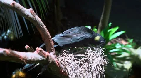 Parrot nest building Video stock 21179699