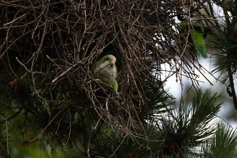 Parrot Nesting in Tree Stock Photos