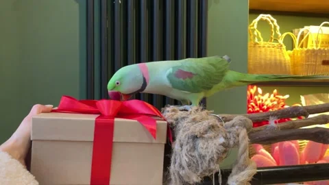 A parrot next to a colorful gift box is dancing Stock Footage 238840586
