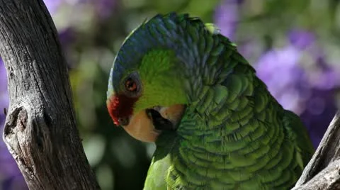 Parrot Nibbles Feathers Stock Footage 10815225