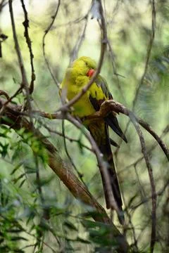 Parrot Nodding Off its Perch Stock Photos