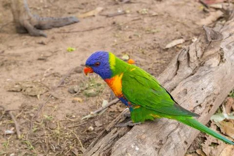 Parrot on the old log Foto stock
