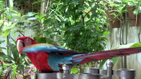 A parrot opens the wings Stock Footage 71470940