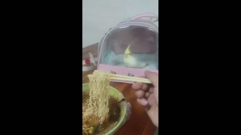 Parrot Paced Back and Forth in Eager to Share Owner’s Noodles in Jingdezhen,... Stock Footage 277096939