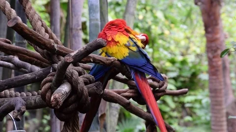 Parrot Pair On Branch Stock Footage 76758414
