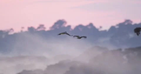 A parrot pair flies in silhouette soars above Peru’s misty jungle, glowing in Stock Footage 306046396