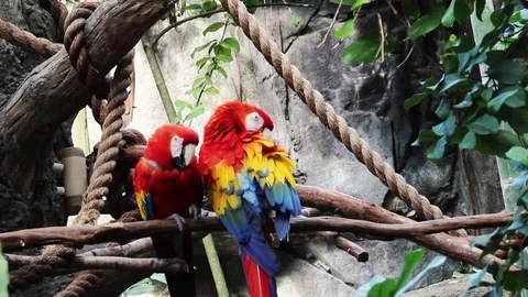 Parrot Pair Preening Each Other Stock Footage 76758526