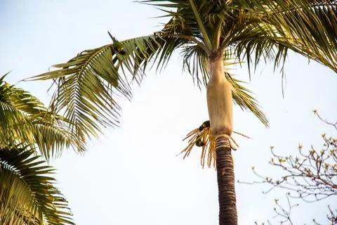 Parrot on palm tree Stock Photos